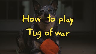 How to play tug of war with your dog.