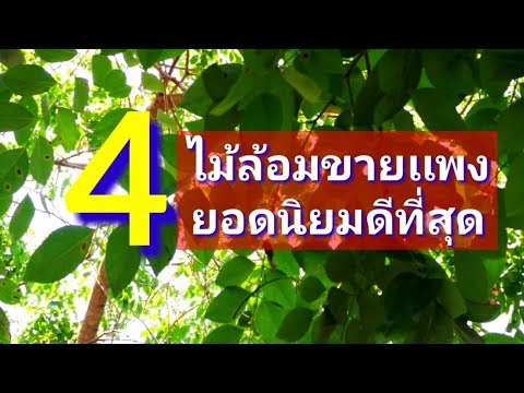 ปลูก4ชนิดไม้แพงล้อมขายคุ้มสุด ep30