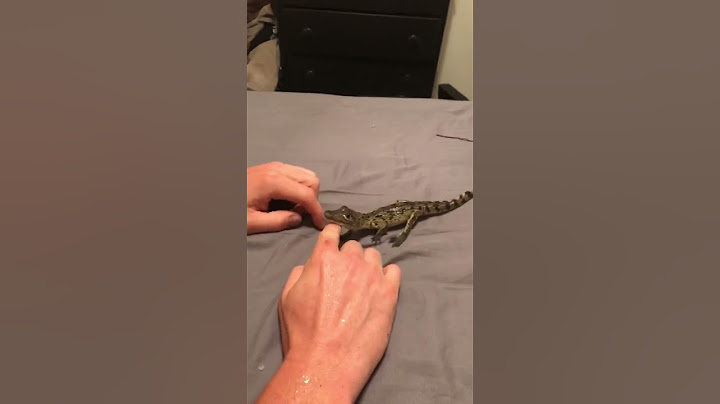 Baby Croc rescue 🐊 I