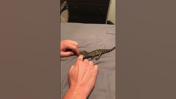 Thumbnail of Baby Croc rescue 🐊 I