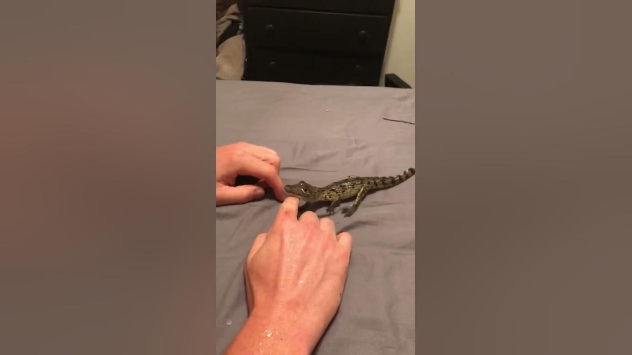 Baby Croc rescue 🐊 I
