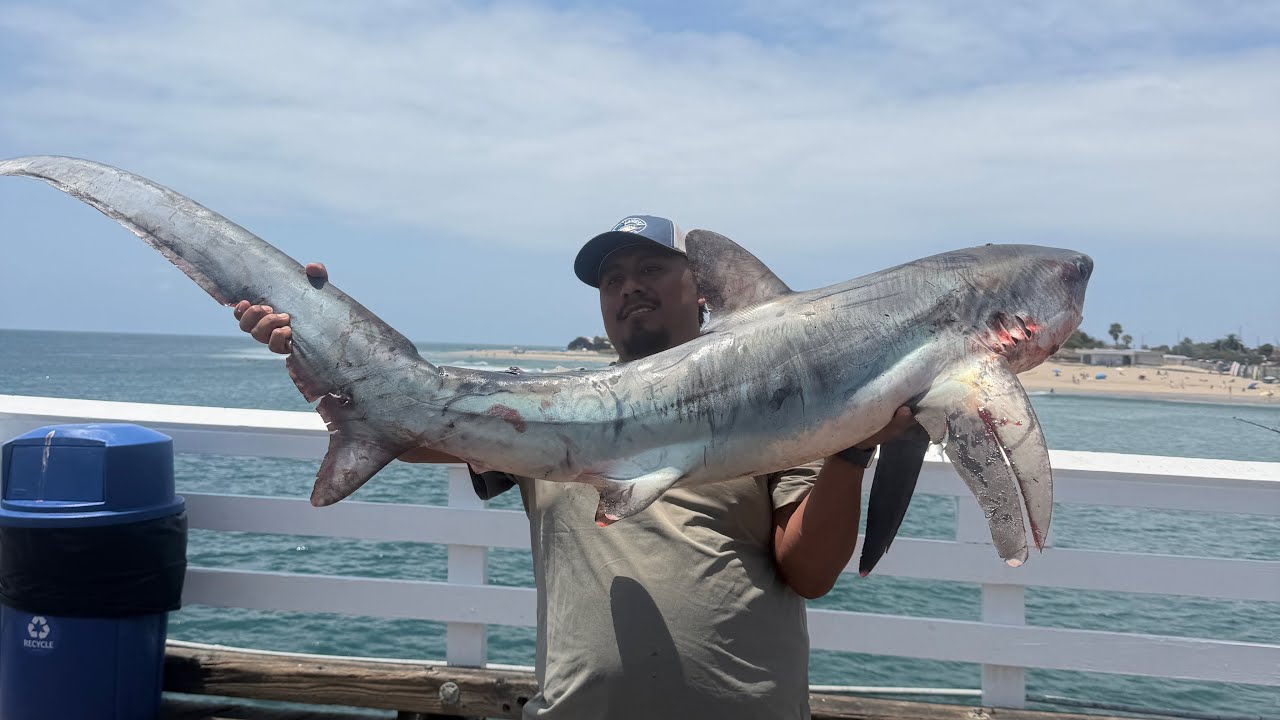 BIG Thresher Shark, White Seabass, and Halibut + MORE from the pier!