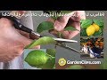 اكثار الحمضيات بالعقل | الليمون | وبكل بساطة  | How to Grow Lime Trees (Arabic version)