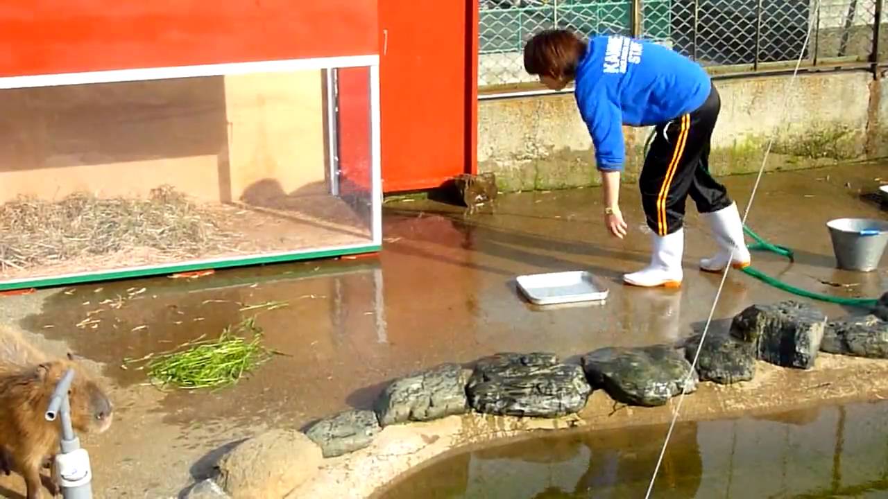 カピバラの 飼育員さん ごはんはまだですか Youtube