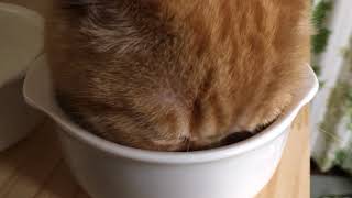 愛猫にピュリナワンを食べてもらった