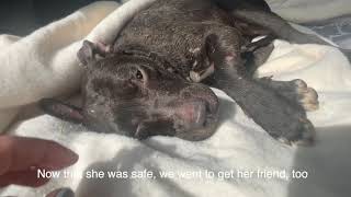 New rescue: Shot and wouldn't leave her side  Stray Rescue of St.Louis