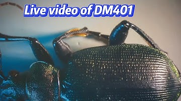 A BIG Bug Live video of DM401! Super Clear!