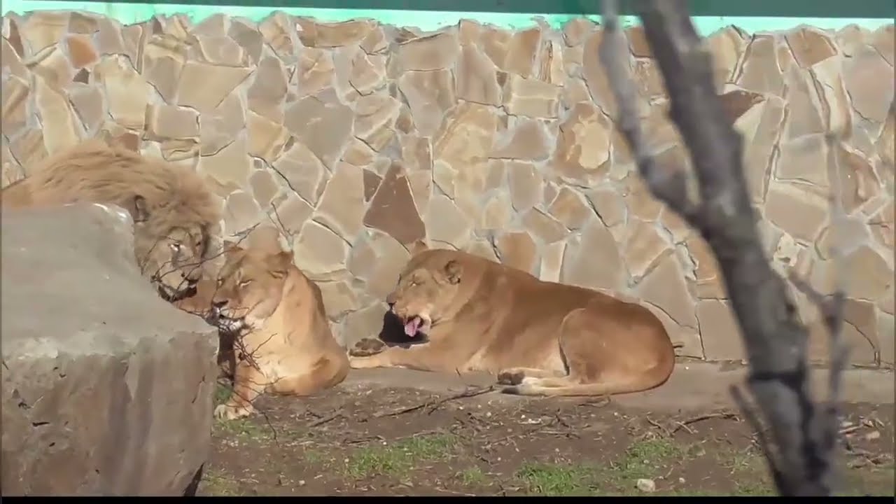 А у нас ПРОГУЛОЧКА к ЛЮБИМЫМ львам! Парк львов Тайган ❤️ 