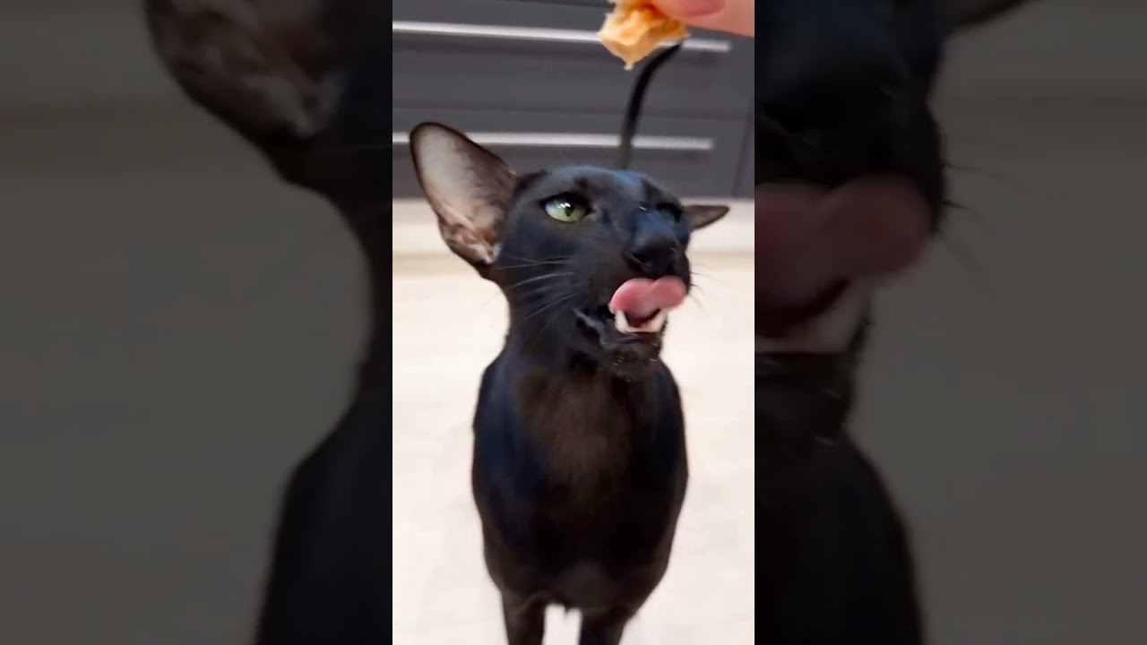 Oriental Shorthair Cat ❤ Funny Cat Video 2023