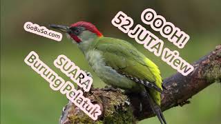 Suara Pelatuk Mp3 - Download Suara Burung Pelatuk Sampit Ulam Beras Kepala Merah Durasi Panjang!