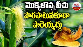 Corn Silk Tea Health Benefits || మొక్కజొన్న పీచు పొరపాటున కూడా పారెయ్యద్దు || ABN Digital