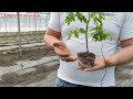 Эффективное тепличное хозяйство Выращивание капусты и томата в закрытом грунте