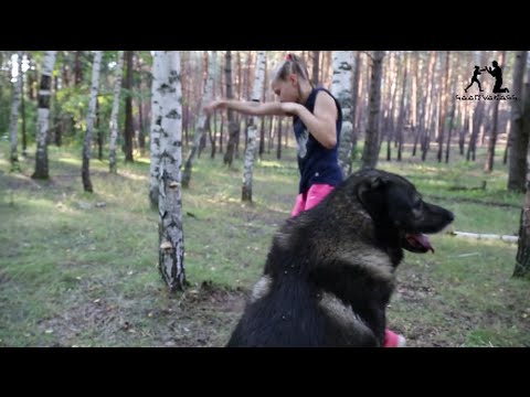 Amazing Boxing! The Fastest Girl, 3 Years After Triumph, Cамая Быстрая Девочка, Спустя 3 Года