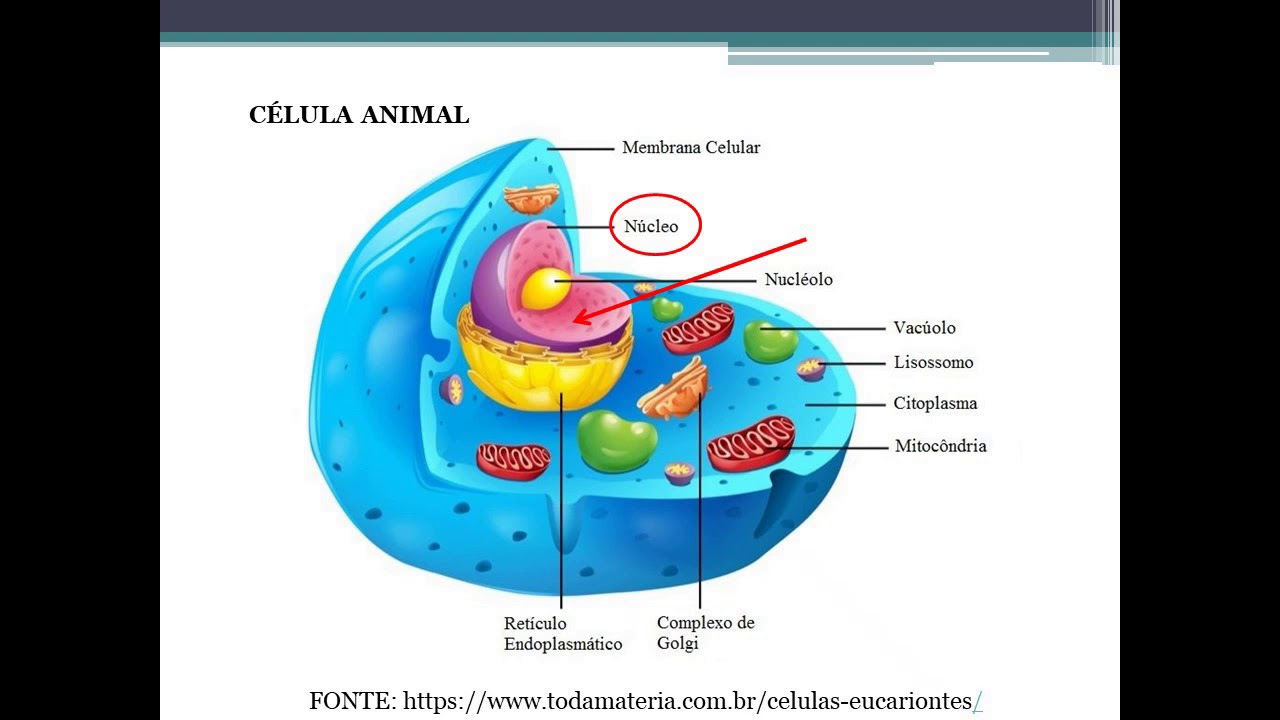 Celulas Tipos