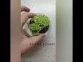 We Plant Lettuce Leaves Again