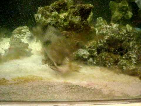 pufferfish attacking crab