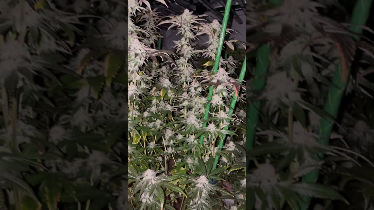 Peanut Butter Jelly Breath Bred by 808 Genetics x Raw Genetics