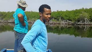 Fishing the mangroves (Portland cottage Jamaica 🇯🇲)