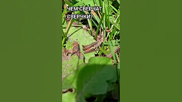 Чем сверчат сверчки?