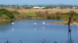 Фламинго в своей среде обитания Фаро Алгарве Flamingo in natural habitat Faro Algarve