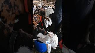 Chalo Bakra Mandi😍 #bakraeid #bakraeid2026 #bakraeidspecial #bakra #goats #trending #biggoats #short