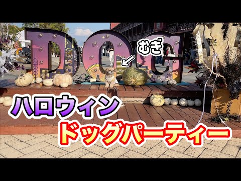 横浜赤レンガ ハロウィンドッグパーティー2024 チワワ×シーズー
