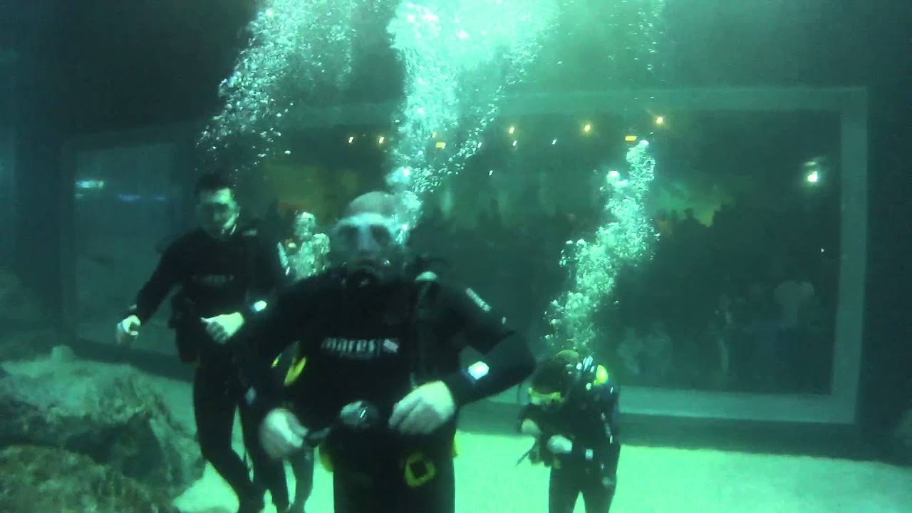 SharkDiveApril112015T2