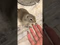 人には親切にしたいです #いきちゃん #癒し #リチャードソンジリス #かわいい #ぺぎちゃん