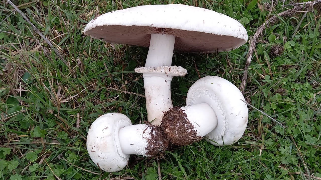 Agaricus arvensis fungo bello commestibile. 17 Noviembre 2021