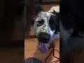 Look at That! Dog Training in Fargo/Moorhead Look at That! Dog Training in Fargo/Moorhead