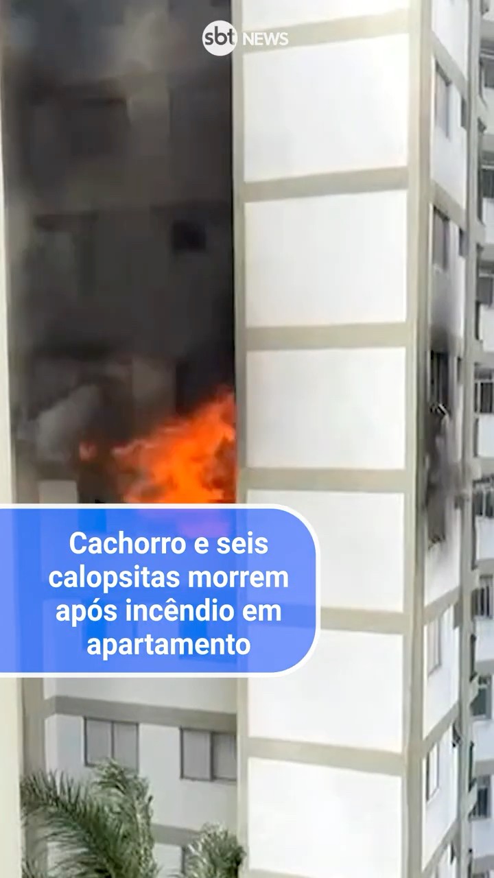 Cachorro e seis calopsitas morrem após incêndio em apartamento