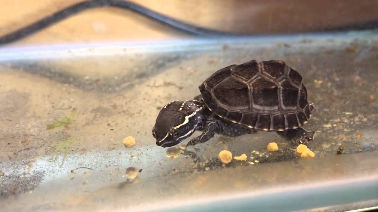 ニオイガメ の 主食