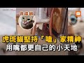 虎斑貓堅持「嗑」家精神 用嘴都更自己的小天地｜貓咪｜寵物｜巧拼｜搞笑｜嗑家