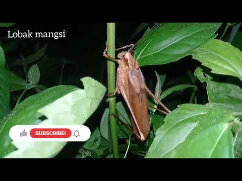 bunyi belalang kecek coklat
