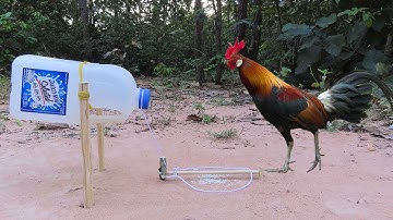 Easy Wild Chicken Trap Using Plastic Bottle And Wood - Simple Bird Trap