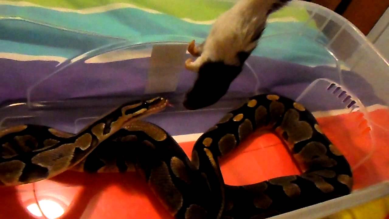 petco hours Ball Python striking and constricting