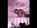 معجزة بلبل ينطق اسم الله ستنذهل بمجرد مشاهدتك للفيديو Miracle Bird Utters Name Allah 汉语 漢語 معجزة بلبل ينطق اسم الله ستنذهل بمجرد مشاهدتك للفيديو Miracle Bird Utters Name Allah 汉语 漢語