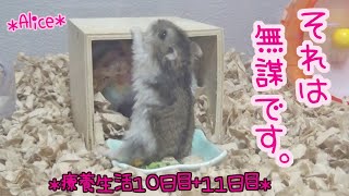 【療養生活１０日目・１１日目】元気になってくれて嬉しいんだけど、危険もたくさん！！ワンパク娘復活したジャンガリアンハムスター