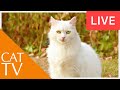 Videos for Cats! Entertainment for Cats with Relaxing Music - Bird TV