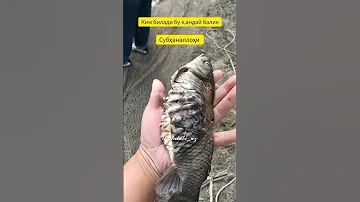 Bu Baliq Haqida Bilasizmi 