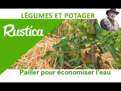 Vidéo: À propos du paillis de tomates - Quand et comment pailler des tomates