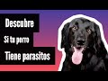Como se que mi perro tiene parasitos intestinales - SÍNTOMAS 🐕
