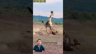 sư tử truy đuổi mẹ con hươu cao cổ nhưng cũng phải trả giá.