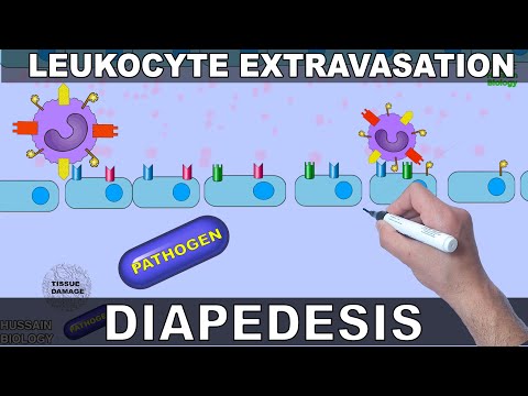 वीडियो: कौन सी कोशिकाएं डायपेडेसिस कर सकती हैं?