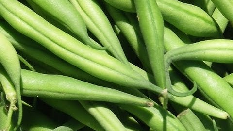 Discovery optical sorting machine for green beans | Raytec Vision
