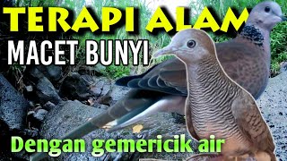 Terapi macet bunyi perkutut dan tekukur saling bersahutan di alam serta gemericik air