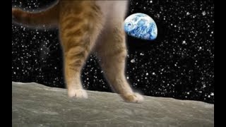 Keyboard Cat Short Film Lunar