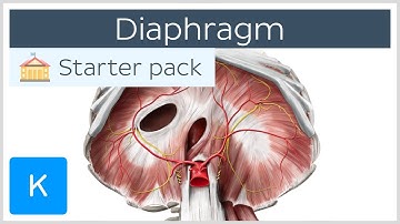 Diaphragm - Definition, Function, Muscle & Anatomy | Kenhub