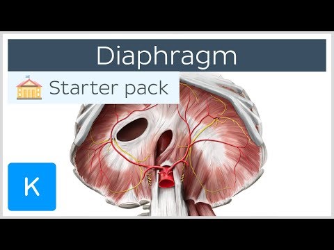 Diaphragm - Definition, Function, Muscle & Anatomy | Kenhub