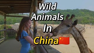 VLOG | Safari park trip in Hangzhou China🇨🇳